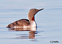 Gavia stellata